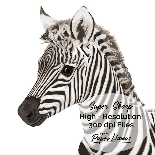 Baby Zebra Printable  - baby nursery art from Paper Llamas
