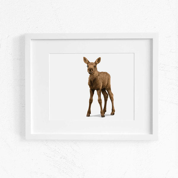 Baby Moose  - baby nursery art from Paper Llamas