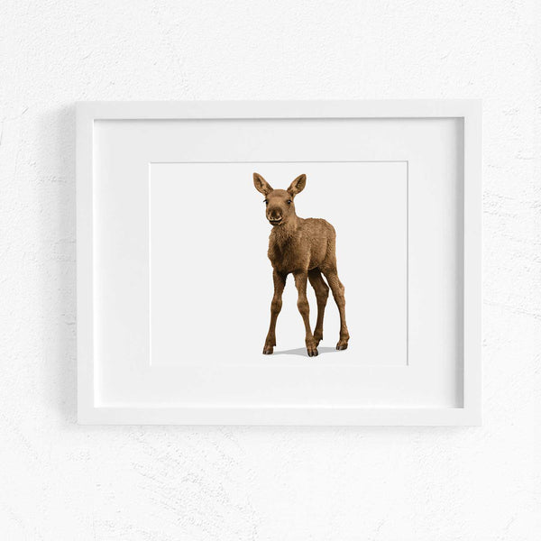 Baby Moose  - baby nursery art from Paper Llamas