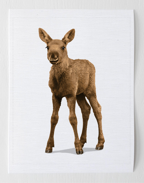 Baby Moose  - baby nursery art from Paper Llamas