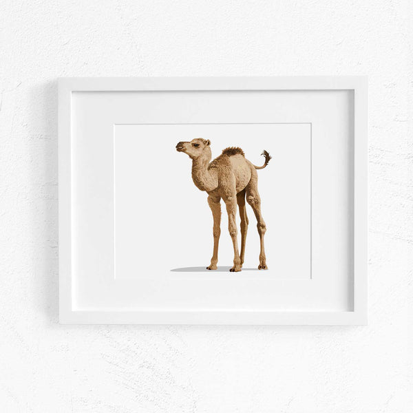 Baby Camel Printable  - baby nursery art from Paper Llamas