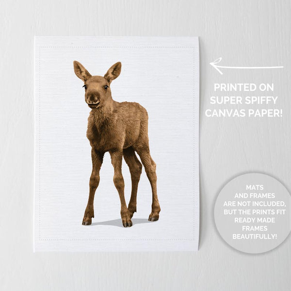 Baby Moose  - baby nursery art from Paper Llamas
