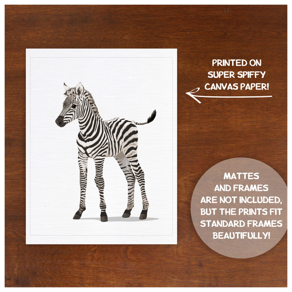 Baby Zebra  - baby nursery art from Paper Llamas