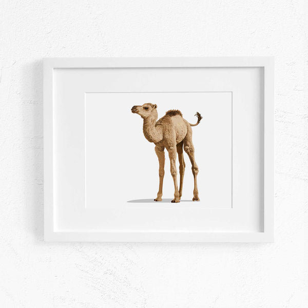 Landscape desert Baby Camel  - toddler nursery artwork from Paper Llamas