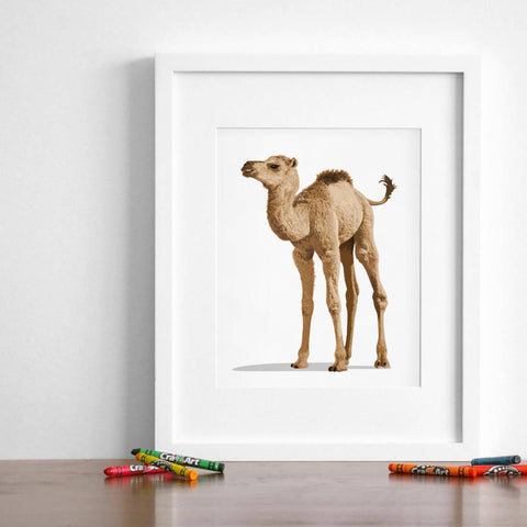 Baby Camel  - baby desert nursery artwork from Paper Llamas